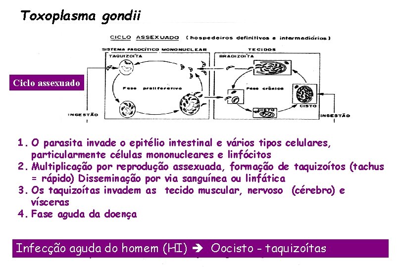 Toxoplasma gondii Ciclo assexuado 1. O parasita invade o epitélio intestinal e vários tipos
