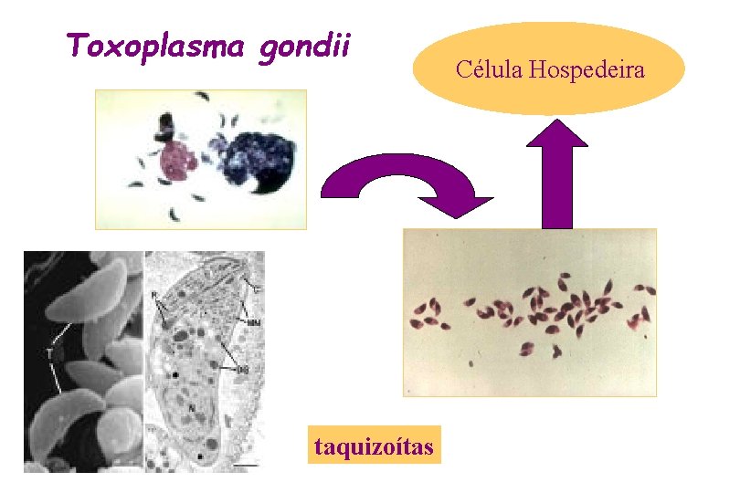Toxoplasma gondii taquizoítas Célula Hospedeira 