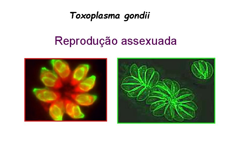 Toxoplasma gondii Reprodução assexuada 