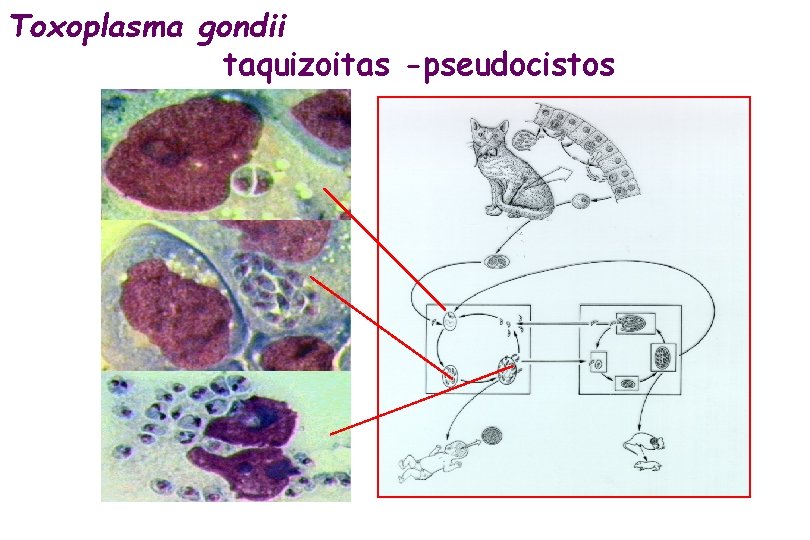 Toxoplasma gondii taquizoitas -pseudocistos 