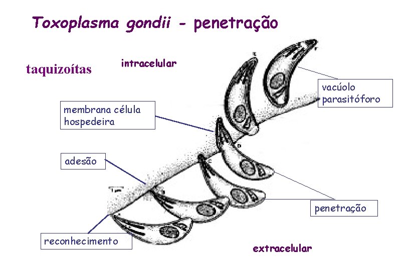 Toxoplasma gondii - penetração taquizoítas intracelular vacúolo parasitóforo membrana célula hospedeira adesão penetração reconhecimento