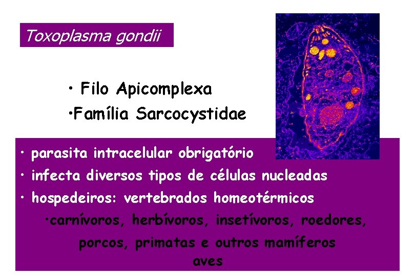 Toxoplasma gondii • Filo Apicomplexa • Família Sarcocystidae • parasita intracelular obrigatório • infecta