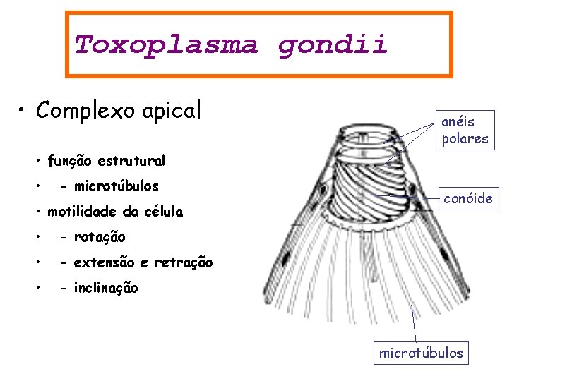 Toxoplasma gondii • Complexo apical anéis polares • função estrutural • - microtúbulos •