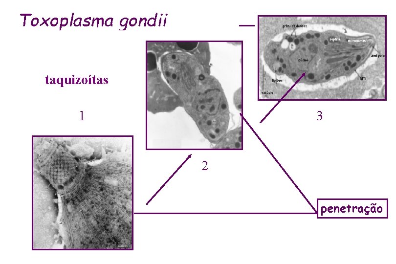 Taquizoita Toxoplasma gondii intracelular taquizoítas 1 3 2 penetração 