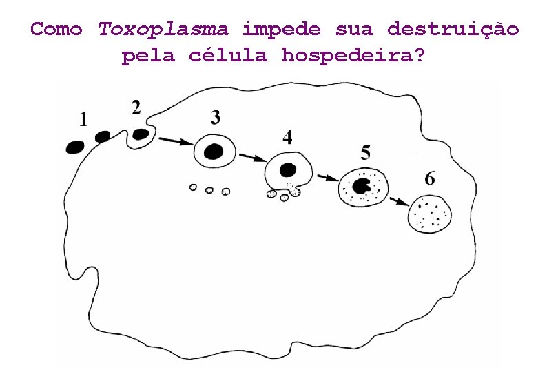 Como Toxoplasma impede sua destruição pela célula hospedeira? 