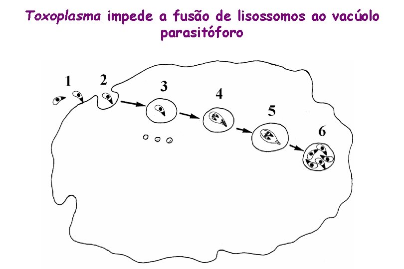 Toxoplasma impede a fusão de lisossomos ao vacúolo parasitóforo 