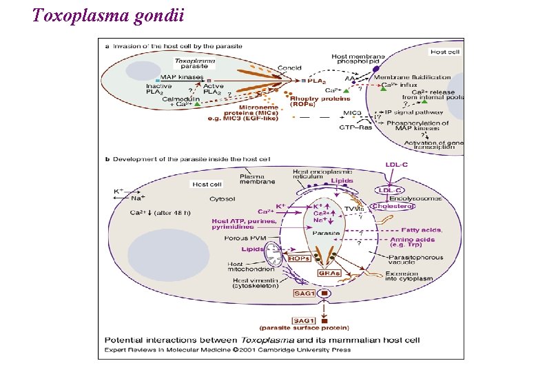 Toxoplasma gondii 