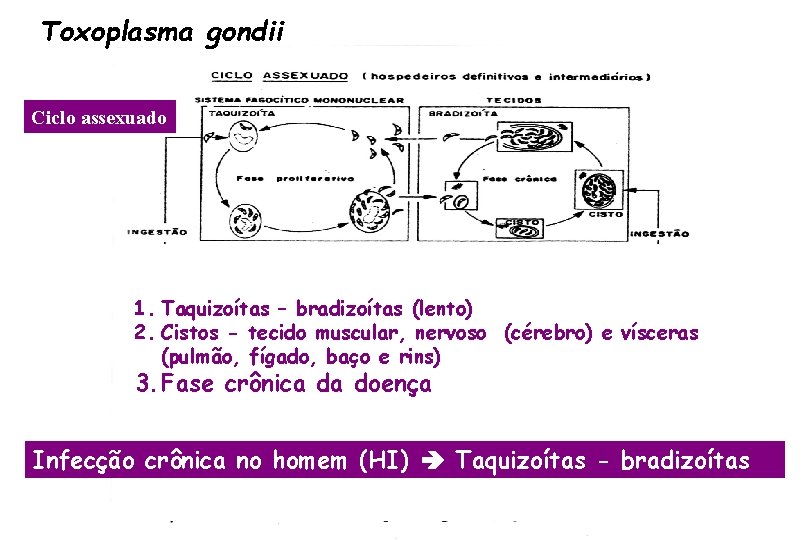 Toxoplasma gondii Ciclo assexuado 1. Taquizoítas – bradizoítas (lento) 2. Cistos - tecido muscular,