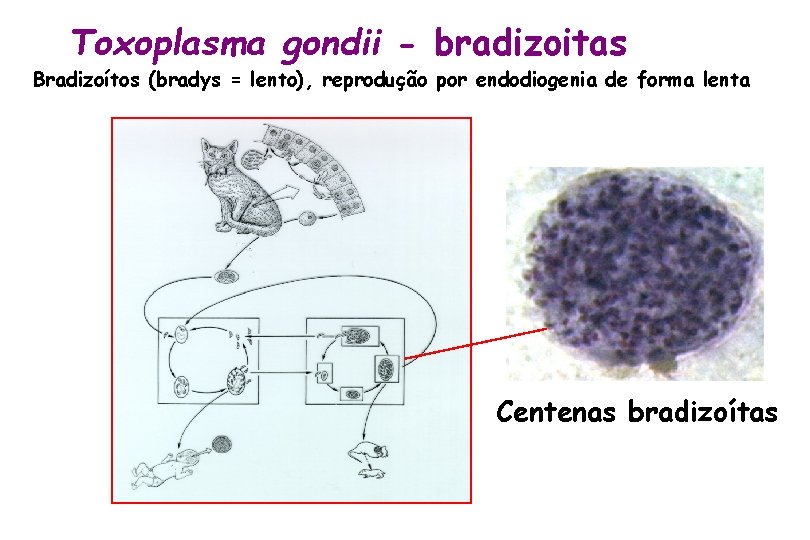 Toxoplasma gondii - bradizoitas Bradizoítos (bradys = lento), reprodução por endodiogenia de forma lenta