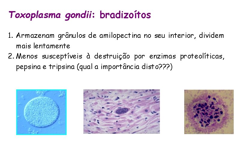 Toxoplasma gondii: bradizoítos 1. Armazenam grânulos de amilopectina no seu interior, dividem mais lentamente