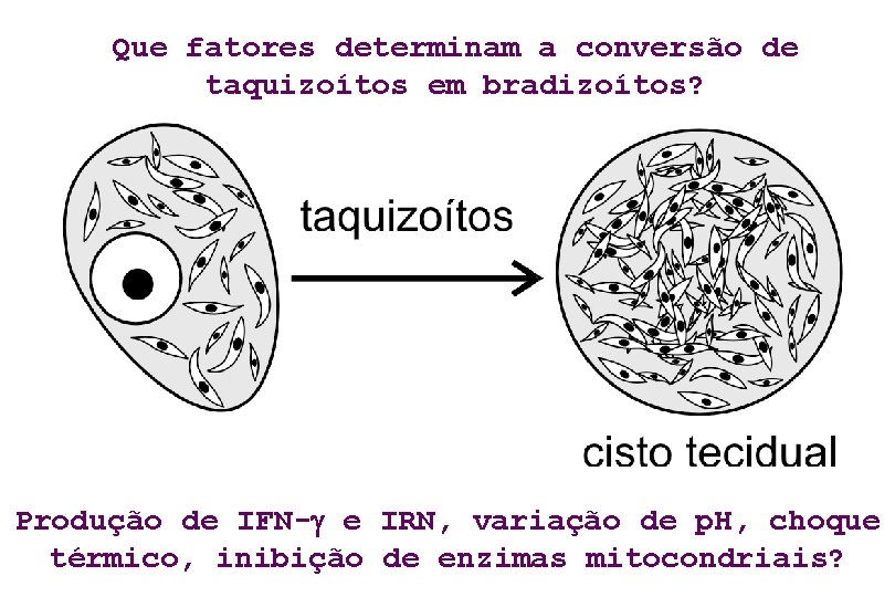 Que fatores determinam a conversão de taquizoítos em bradizoítos? Produção de IFN- e IRN,