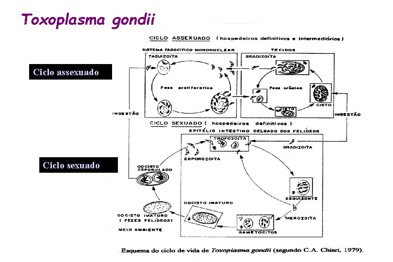 Toxoplasma gondii Ciclo assexuado Ciclo sexuado 