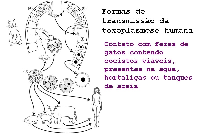 Formas de transmissão da toxoplasmose humana Contato com fezes de gatos contendo oocistos viáveis,