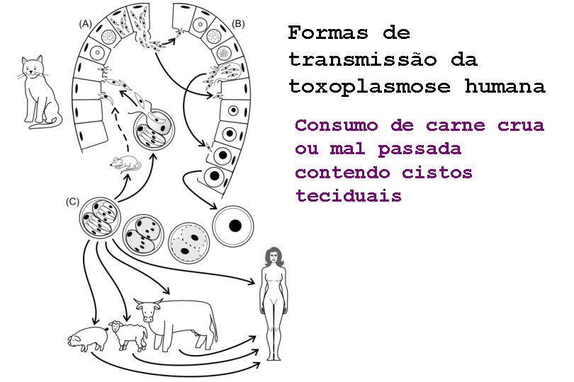 Formas de transmissão da toxoplasmose humana Consumo de carne crua ou mal passada contendo