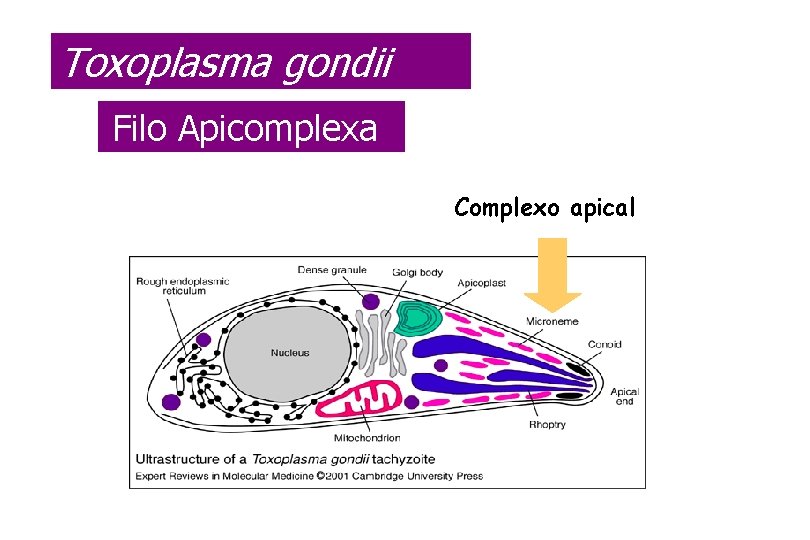 apicomplexes paraziták szemölcsök condyloma