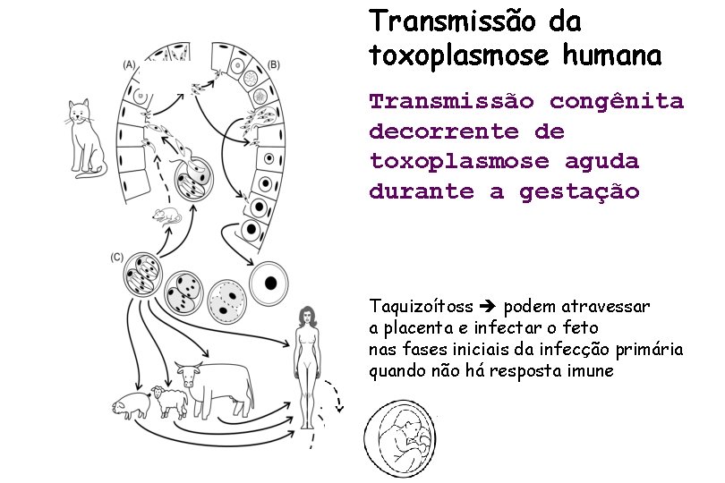 Transmissão da toxoplasmose humana Transmissão congênita decorrente de toxoplasmose aguda durante a gestação Taquizoítoss