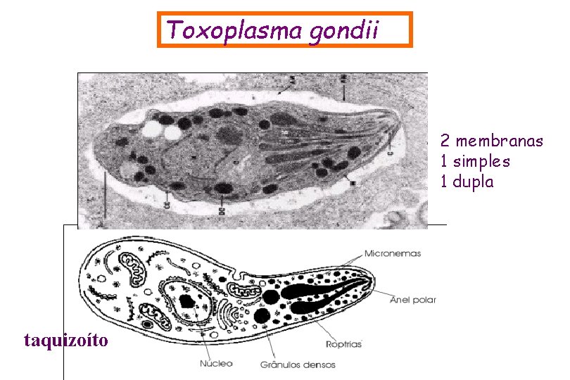 Toxoplasma gondii 2 membranas 1 simples 1 dupla taquizoíto 