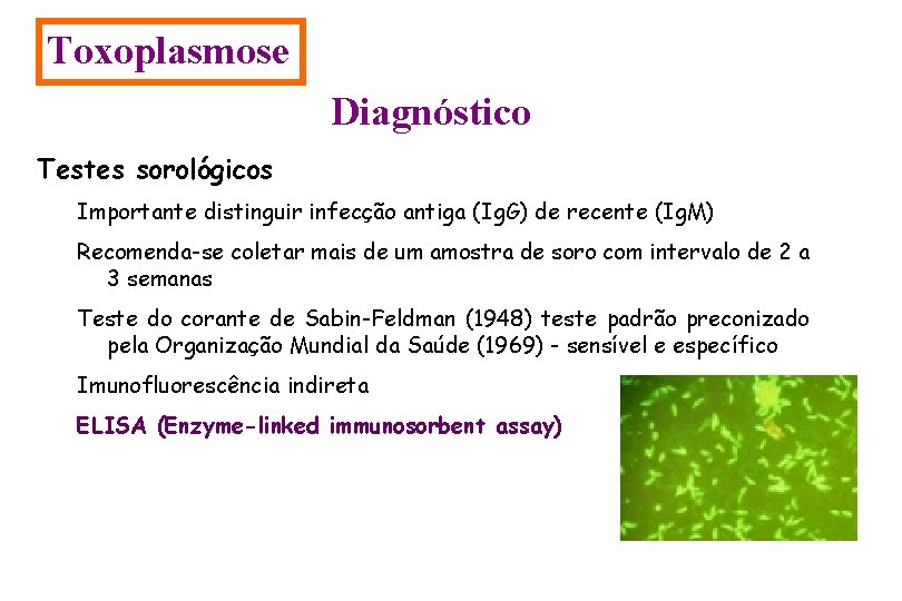 Toxoplasmose Diagnóstico Testes sorológicos Importante distinguir infecção antiga (Ig. G) de recente (Ig. M)