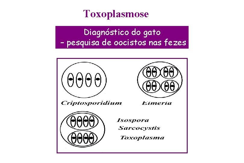 Toxoplasmose Diagnóstico do gato – pesquisa de oocistos nas fezes 