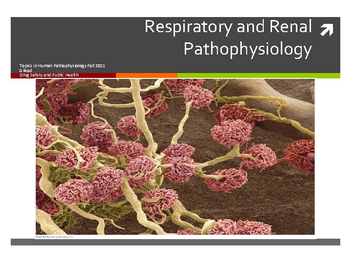 Respiratory and Renal Pathophysiology Topics in Human Pathophysiology Fall 2011 Gilead Drug Safety and