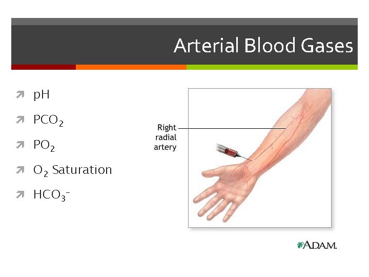 Arterial Blood Gases p. H PCO 2 PO 2 Saturation HCO 3 - 