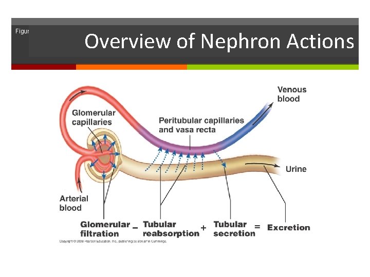 Figure 15. 6 Overview of Nephron Actions 