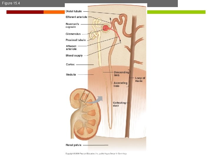 Figure 15. 4 