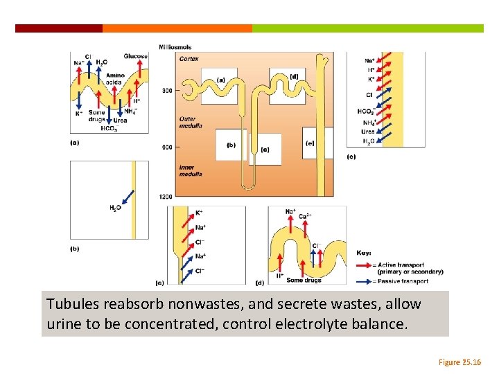 Tubules reabsorb nonwastes, and secrete wastes, allow urine to be concentrated, control electrolyte balance.