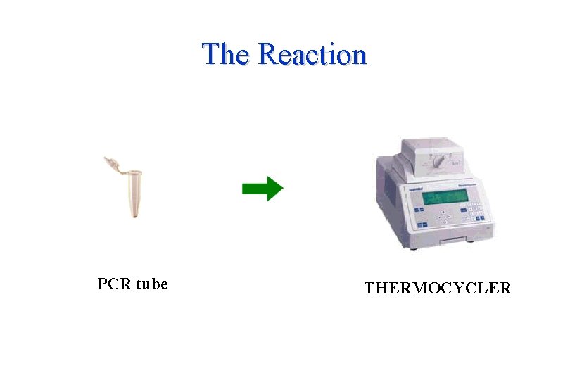 The Reaction PCR tube THERMOCYCLER 