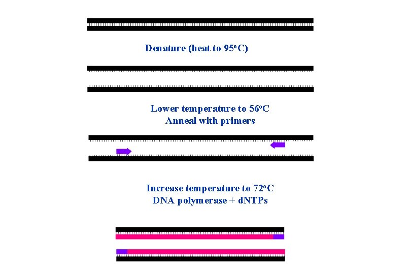 Denature (heat to 95 o. C) Lower temperature to 56 o. C Anneal with