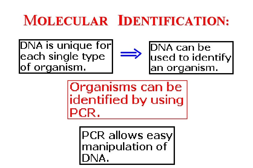 MOLECULAR IDENTIFICATION: 