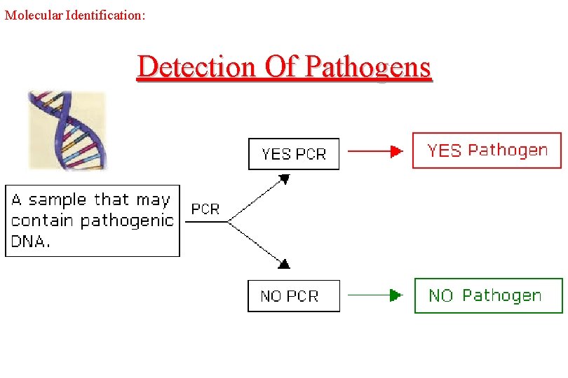 Molecular Identification: Detection Of Pathogens 