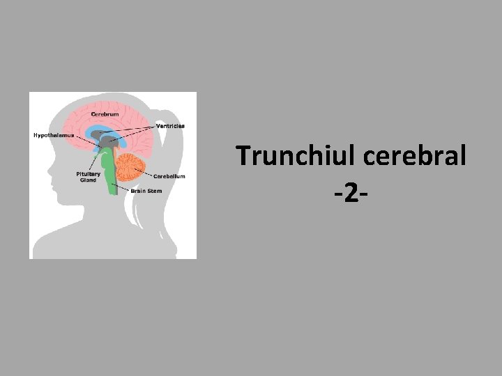 Trunchiul cerebral -2 - 
