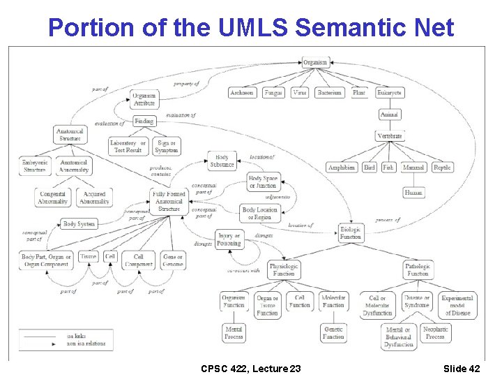 Portion of the UMLS Semantic Net CPSC 422, Lecture 23 Slide 42 