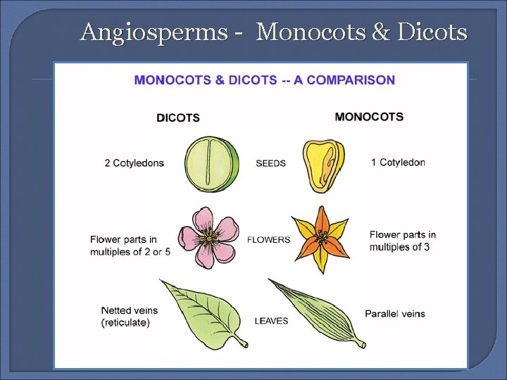 Angiosperms - Monocots & Dicots 