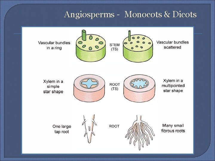 Angiosperms - Monocots & Dicots 