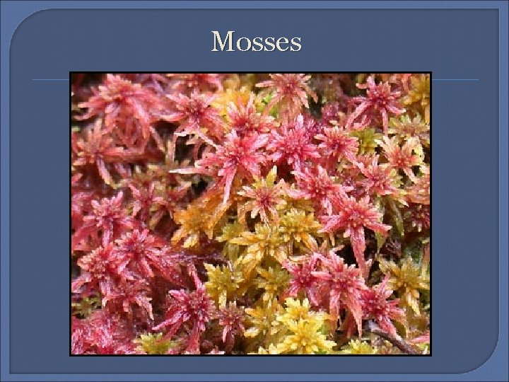 Mosses 