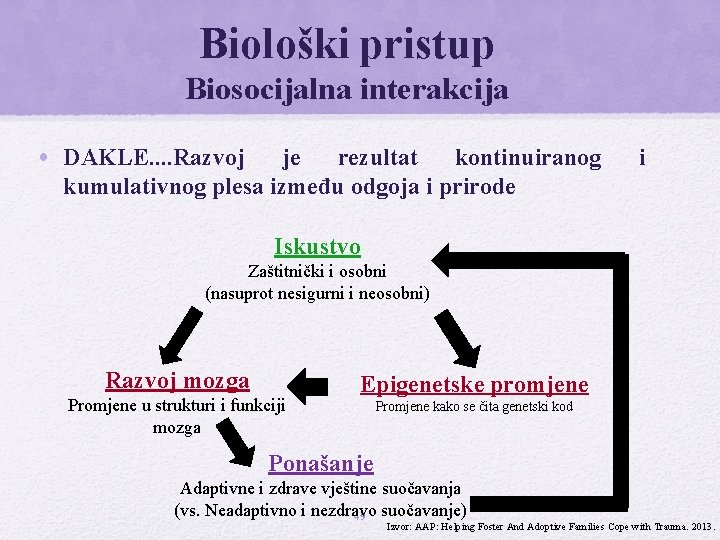 Biološki pristup Biosocijalna interakcija • DAKLE. . Razvoj je rezultat kontinuiranog kumulativnog plesa između