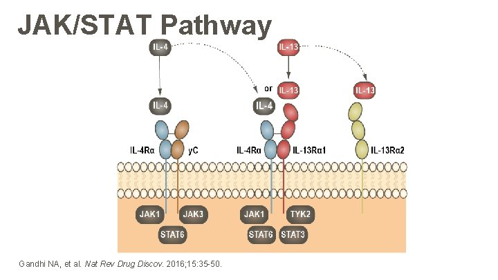 JAK/STAT Pathway Gandhi NA, et al. Nat Rev Drug Discov. 2016; 15: 35 -50.