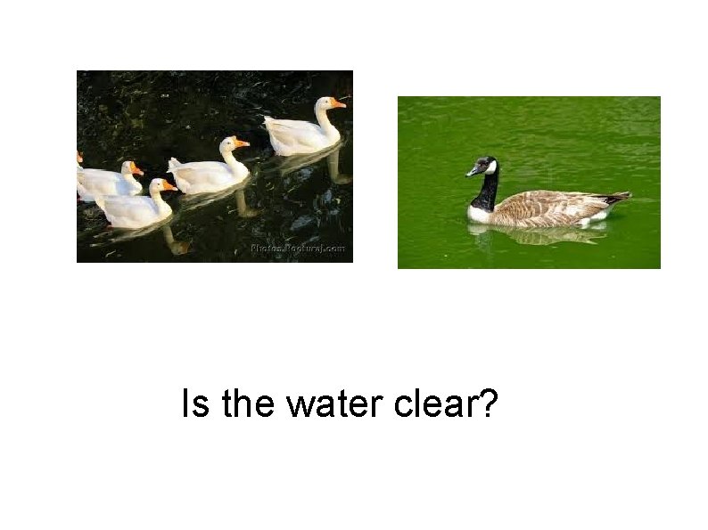 Is the water clear? 