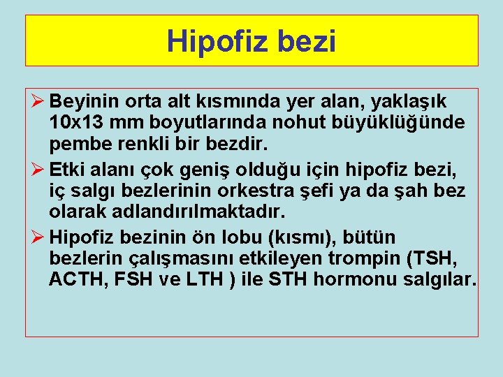 Hipofiz bezi Ø Beyinin orta alt kısmında yer alan, yaklaşık 10 x 13 mm