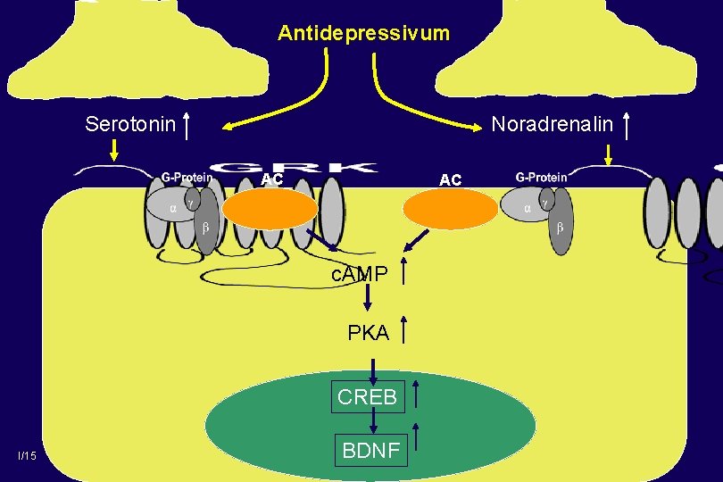 Antidepressivum Serotonin Noradrenalin AC AC c. AMP PKA CREB I/15 BDNF 