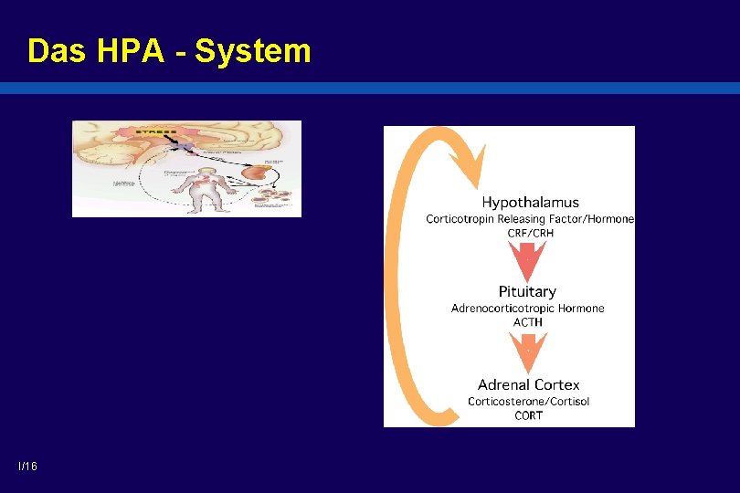 Das HPA - System I/16 