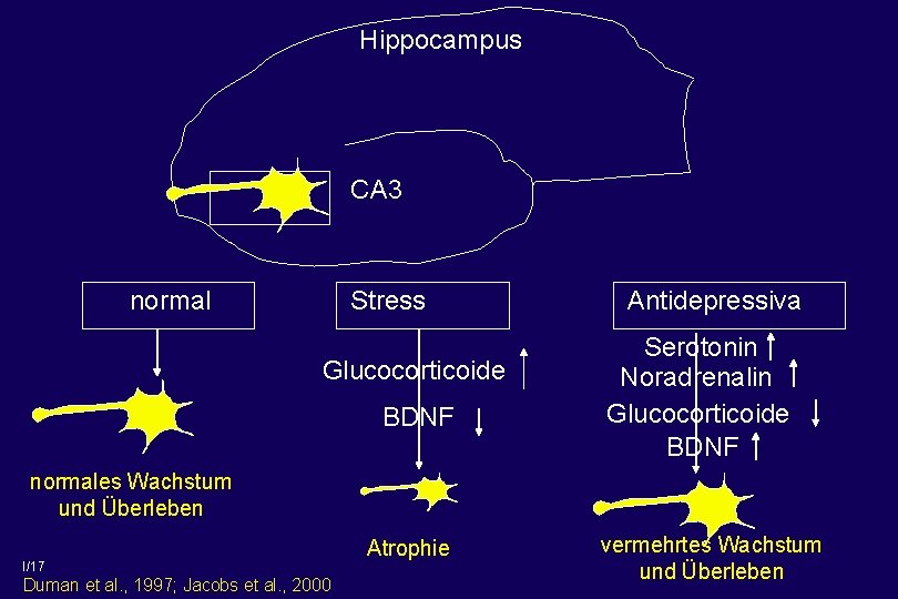 Hippocampus CA 3 normal Stress Glucocorticoide BDNF Antidepressiva Serotonin Noradrenalin Glucocorticoide BDNF normales Wachstum