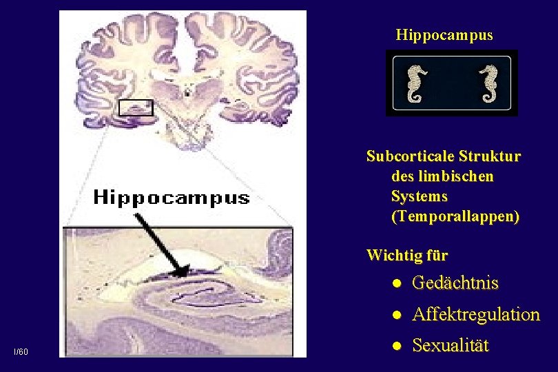 Hippocampus Subcorticale Struktur des limbischen Systems (Temporallappen) Wichtig für I/60 l Gedächtnis l Affektregulation