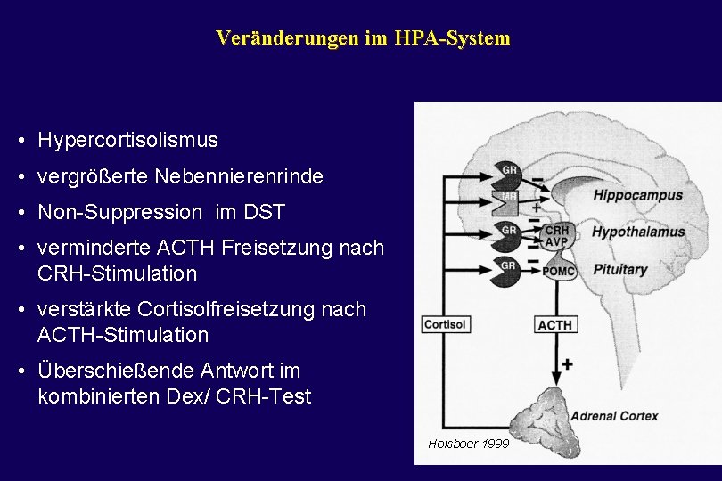 Veränderungen im HPA-System • Hypercortisolismus • vergrößerte Nebennierenrinde • Non-Suppression im DST • verminderte
