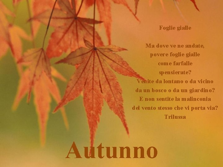 Foglie gialle Ma dove ve ne andate, povere foglie gialle come farfalle spensierate? Venite