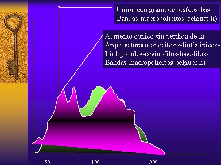 Union con granulocitos(eos-bas Bandas-macropolicitos-pelguet-h) Aumento conico sin perdida de la Arquitectura(monocitosis-linf. atipicos. Linf. grandes-eosinofilos-basofilos.