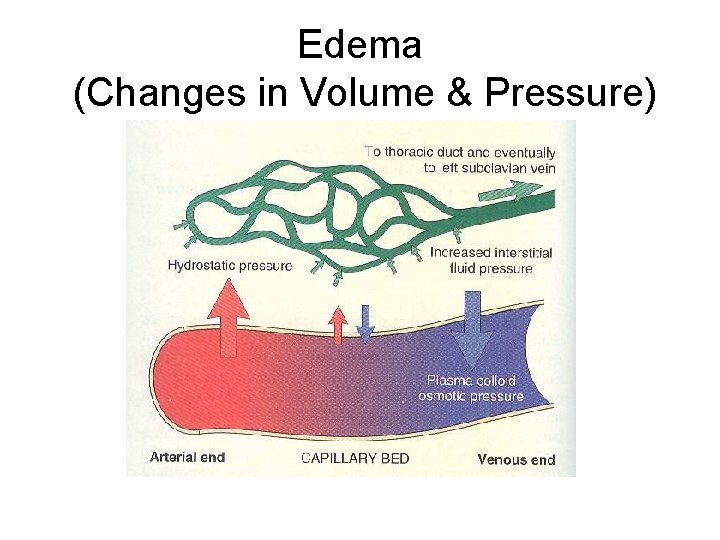 Edema (Changes in Volume & Pressure) 