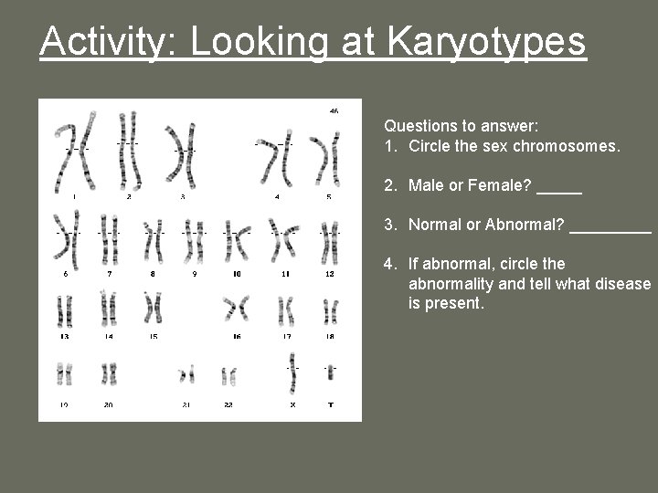 Activity: Looking at Karyotypes Questions to answer: 1. Circle the sex chromosomes. 2. Male